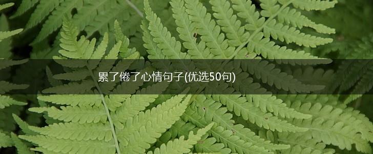 累了倦了心情句子(优选50句),第1张