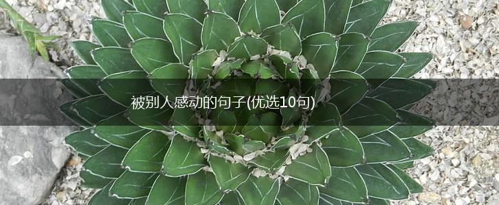 被别人感动的句子(优选10句),第1张