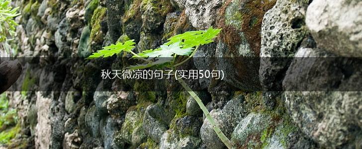 秋天微凉的句子(实用50句),第1张
