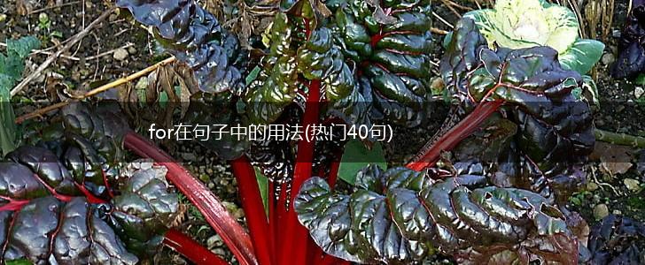 for在句子中的用法(热门40句),第1张