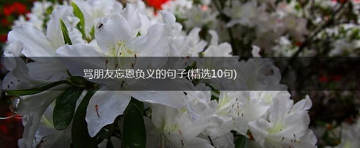 骂朋友忘恩负义的句子(精选10句),第1张