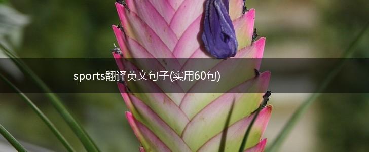 sports翻译英文句子(实用60句),第1张