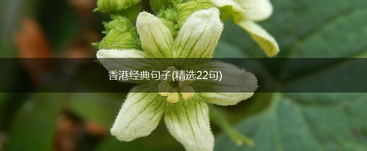 香港经典句子(精选22句),第1张