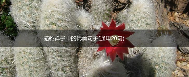骆驼祥子中的优美句子(通用20句),第1张