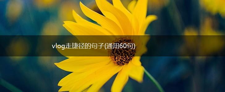 vlog走捷径的句子(通用60句),第1张