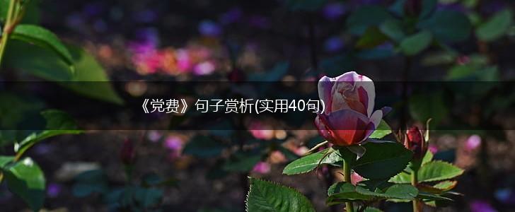 《党费》句子赏析(实用40句),第1张