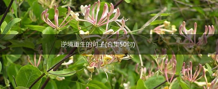 逆境重生的句子(合集50句),第1张