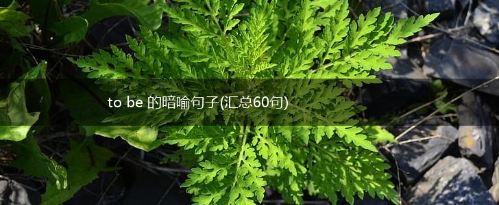 to be 的暗喻句子(汇总60句),第1张