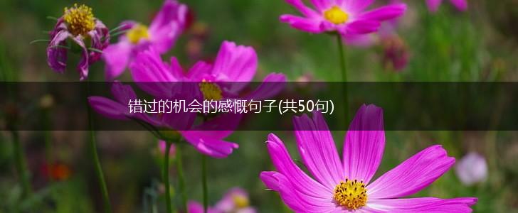 错过的机会的感慨句子(共50句),第1张