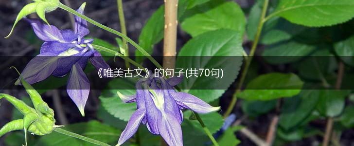 《唯美古文》的句子(共70句),第1张