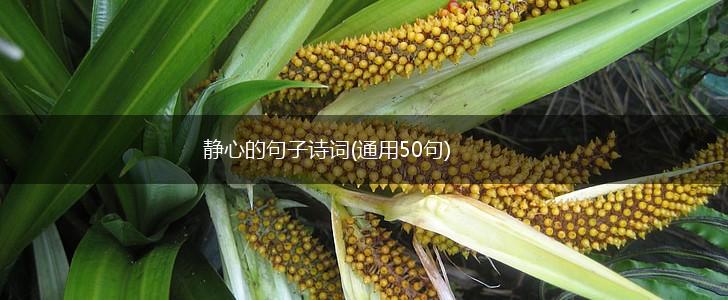 静心的句子诗词(通用50句),第1张
