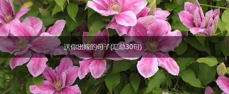 送你出嫁的句子(汇总30句),第1张