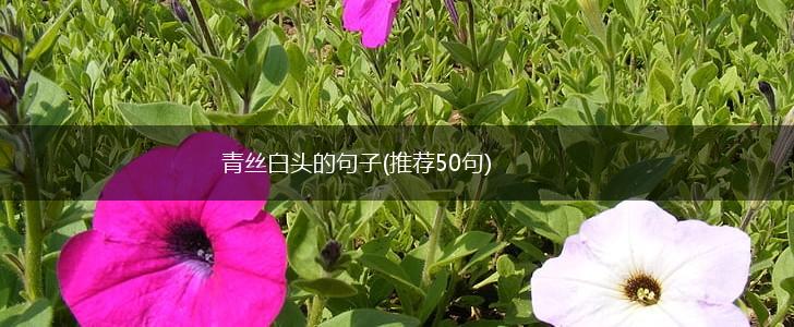 青丝白头的句子(推荐50句),第1张
