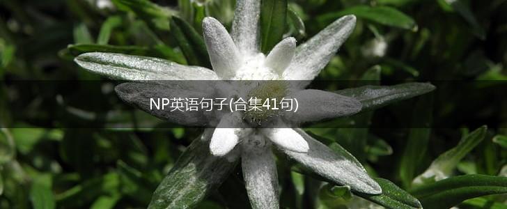 NP英语句子(合集41句),第1张