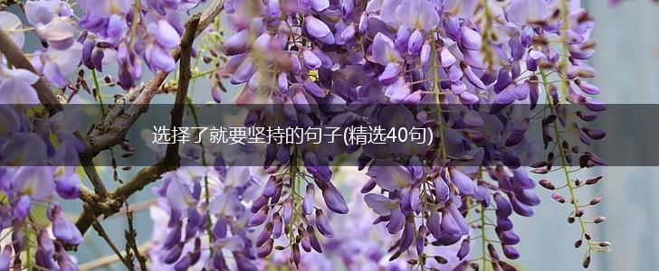 选择了就要坚持的句子(精选40句),第1张