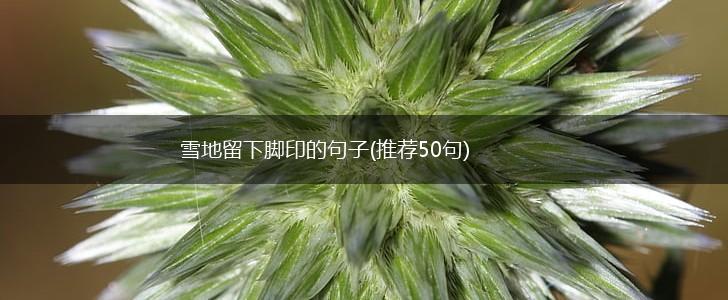 雪地留下脚印的句子(推荐50句),第1张