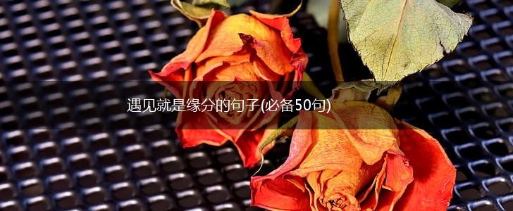 遇见就是缘分的句子(必备50句),第1张