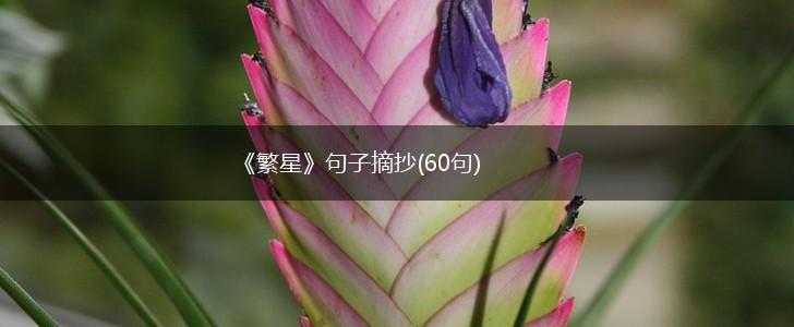 《繁星》句子摘抄(60句),第1张
