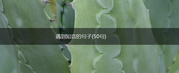 遇到知音的句子(50句),第1张