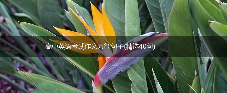高中英语考试作文万能句子(精选40句),第1张