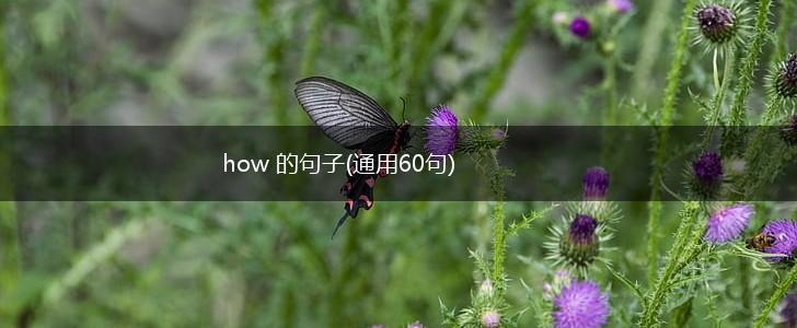 how 的句子(通用60句),第1张