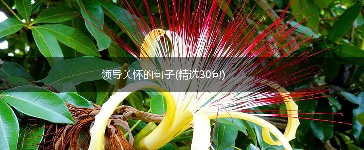 领导关怀的句子(精选30句),第1张