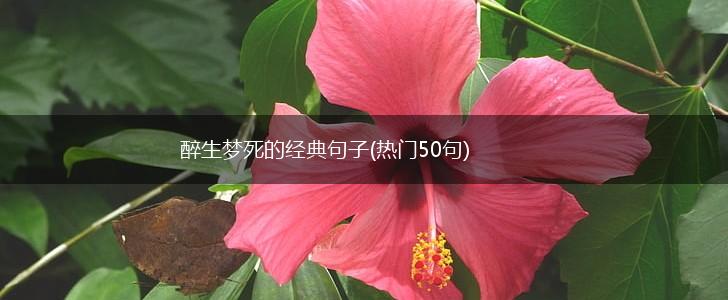 醉生梦死的经典句子(热门50句),第1张