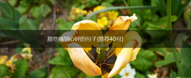 那些痛到心碎的句子(推荐40句),第1张