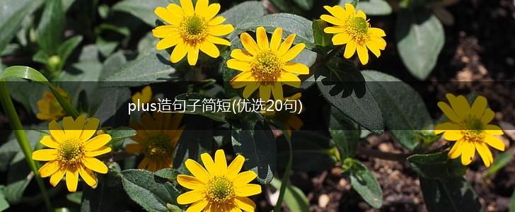 plus造句子简短(优选20句),第1张