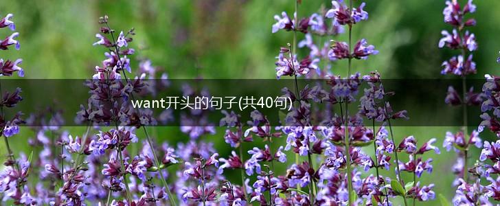 want开头的句子(共40句),第1张