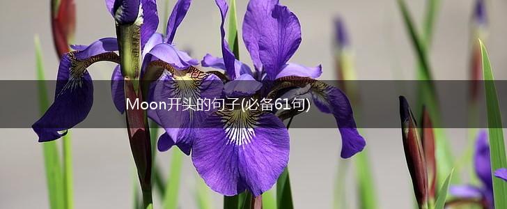 Moon开头的句子(必备61句),第1张