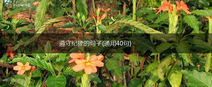 遵守纪律的句子(通用40句),第1张