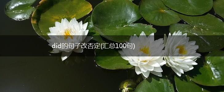 did的句子改否定(汇总100句),第1张