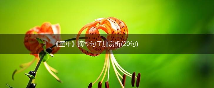 《童年》摘抄句子加赏析(20句),第1张