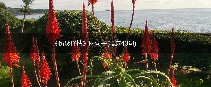 《伤感抒情》的句子(精选40句),第1张