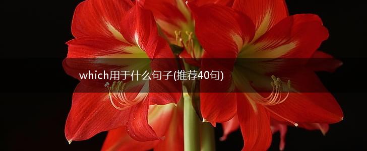 which用于什么句子(推荐40句),第1张
