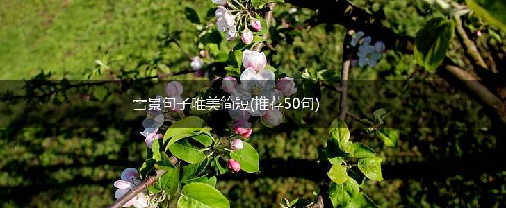 雪景句子唯美简短(推荐50句),第1张