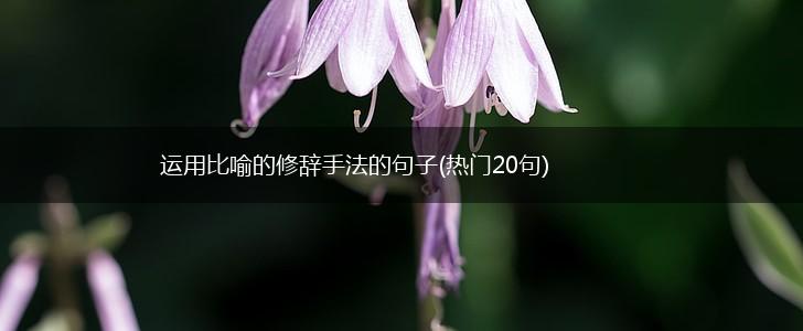 运用比喻的修辞手法的句子(热门20句),第1张