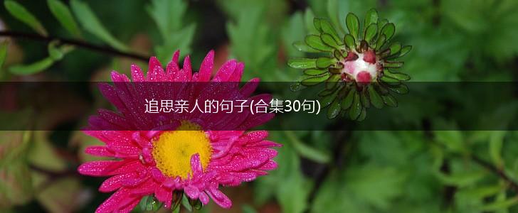 追思亲人的句子(合集30句),第1张
