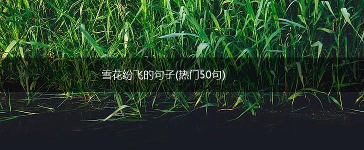 雪花纷飞的句子(热门50句),第1张