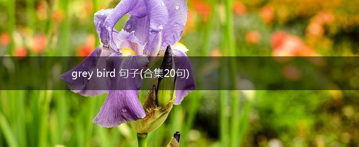 grey bird 句子(合集20句),第1张