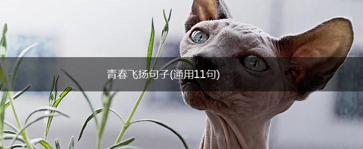 青春飞扬句子(通用11句),第1张