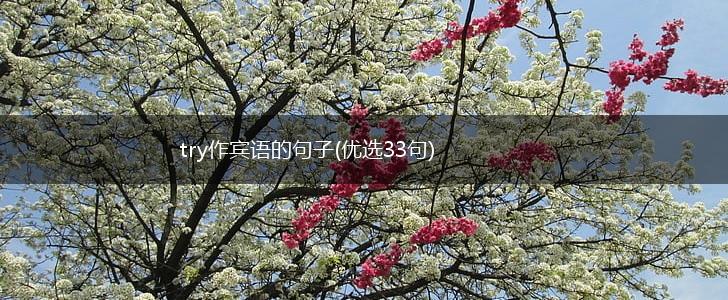 try作宾语的句子(优选33句),第1张