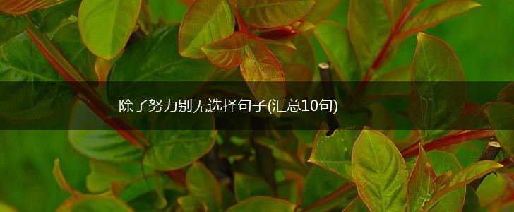 除了努力别无选择句子(汇总10句),第1张