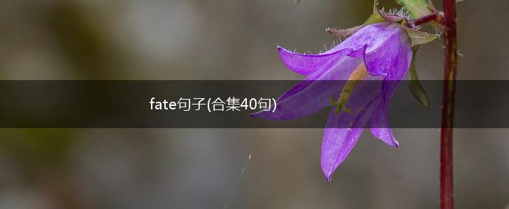 fate句子(合集40句),第1张