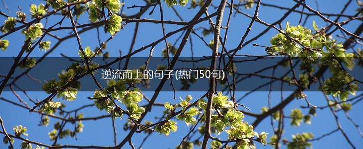 逆流而上的句子(热门50句),第1张