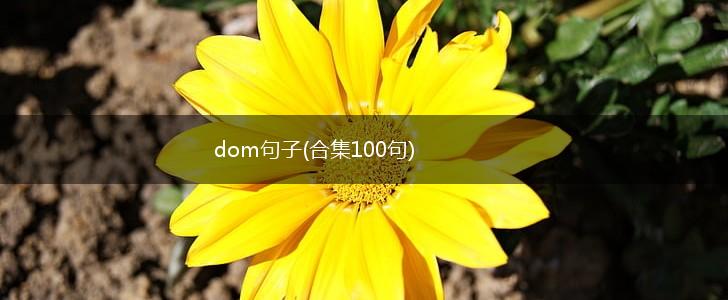 dom句子(合集100句),第1张