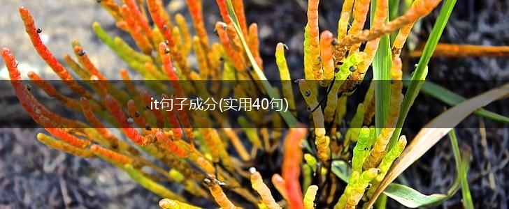it句子成分(实用40句),第1张