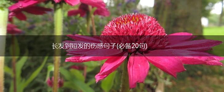 长发到短发的伤感句子(必备20句),第1张