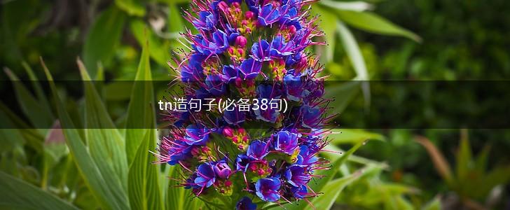 tn造句子(必备38句),第1张